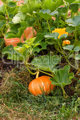 Growing pumpkins in a field