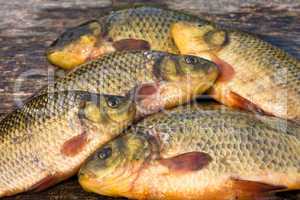 Freshwater fish. Carp