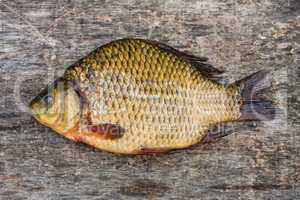 Freshwater fish. Carp