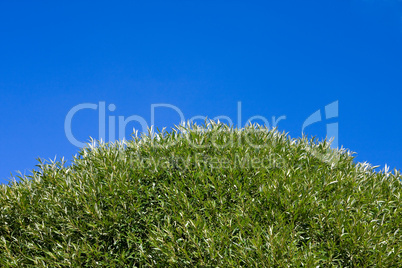 Green tree under blue sky