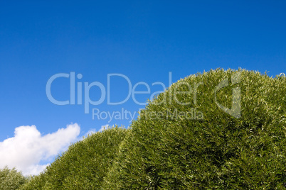 Green tree under blue sky