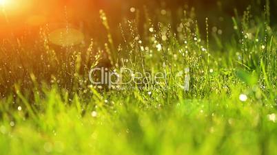 dew drops in lights on green grass.