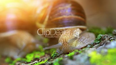 snail closeup in the rays of sun.