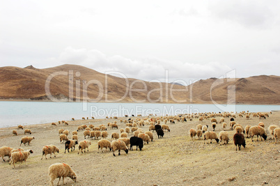 Landscape in Tibet