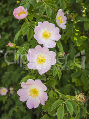 wild roses