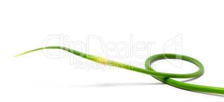 Fresh garlic scape on white background