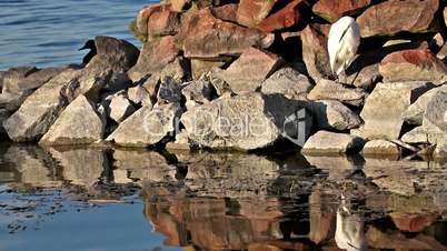 Egret