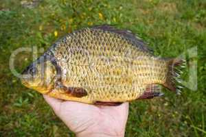 Freshwater fish. Carp