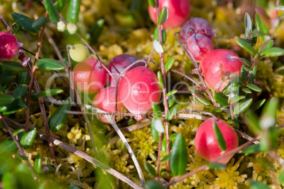 Wild cranberries growing in bog, autumn harvesting