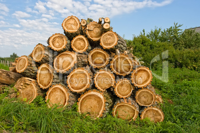 Close up of freshly cut logs