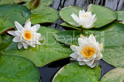 White water lily