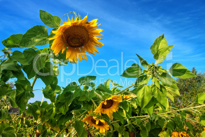 Sunflowers on the field behind blue sky