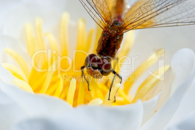Dragonfly on a flower white lily
