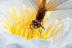 Dragonfly on a flower white lily