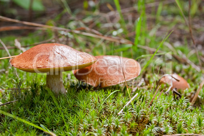 Three mushrooms in the moss