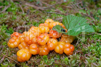 Close-up of an arctic cloudberry