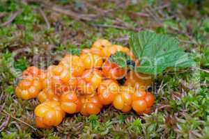 Close-up of an arctic cloudberry