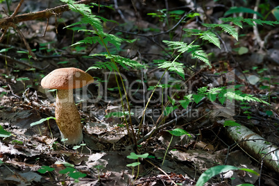 Brown cap mushroom in the forest