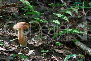 Brown cap mushroom in the forest