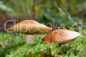 Two mushrooms in the moss