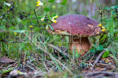 Brown cap mushroom in the forest