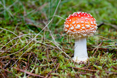 Fly agaric mushroom