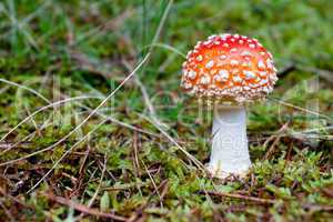 Fly agaric mushroom