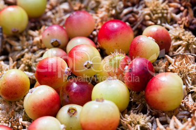 Wild cranberries growing in bog, autumn harvesting