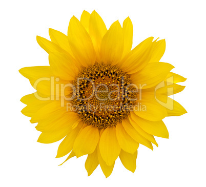 Yellow sunflower on white background