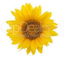 Yellow sunflower on white background