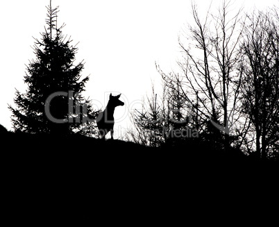 red deer stag silhouette