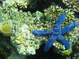 Underwater Life of Great Barrier Reef