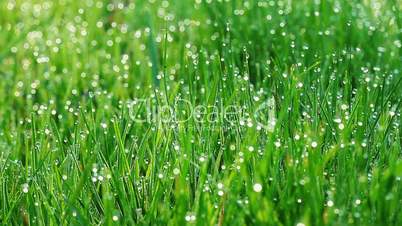 drops of dew on a green grass