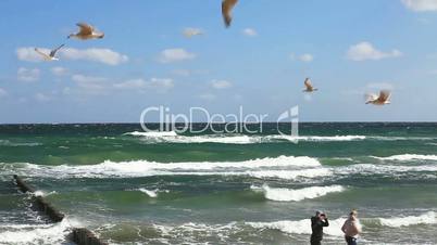 Möwen fliegen vor blauem Himmel an der deutschen Ostseeküste