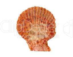 Seashell