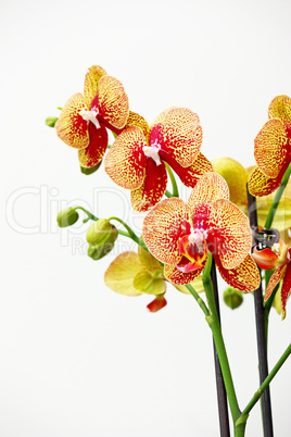 Orchid flowers