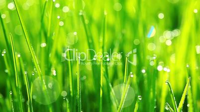 drops of dew on a green grass