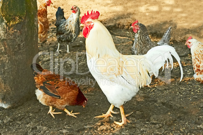 Rooster and hens on the rural yard