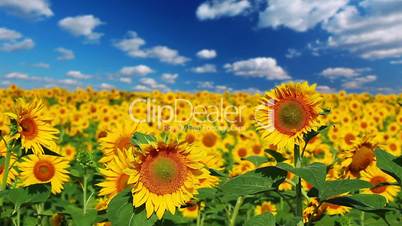 flowering sunflowers on a background cloudy sky