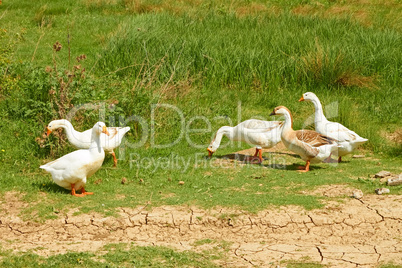Geese in the pasture