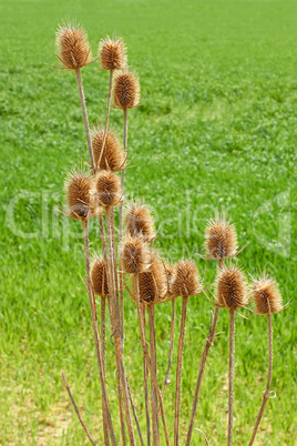 Dried thistle flowers against green field