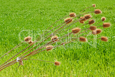 Dried thistle plant bent over wheat field