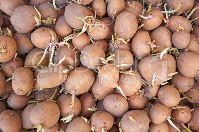 Potatoes tubers with germinated sprouts