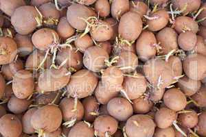 Potatoes tubers with germinated sprouts