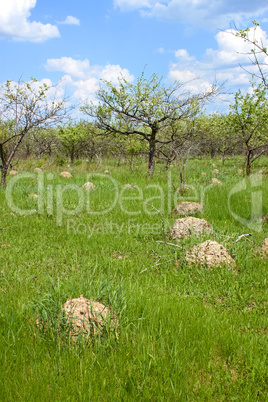 Anthill among green grass