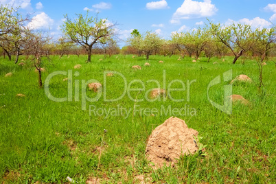 Anthill among spring herbs