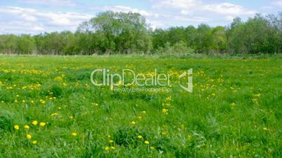 Field of dandelions,blue sky and sun.