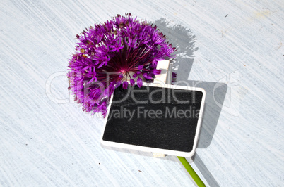 Tafel Schild lila Blume