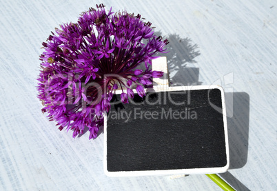 Tafel Schild lila Allium