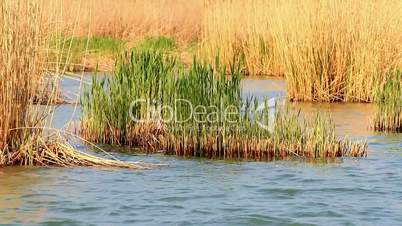 Young reeds